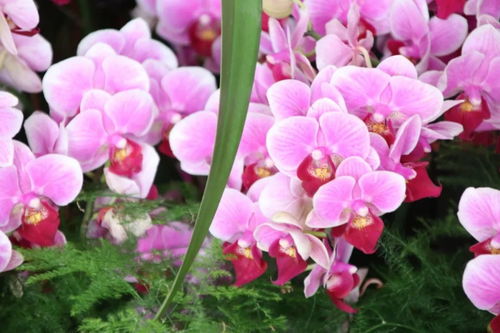 元旦祝福 自帶喜氣的綠植花卉，伴您走進2019