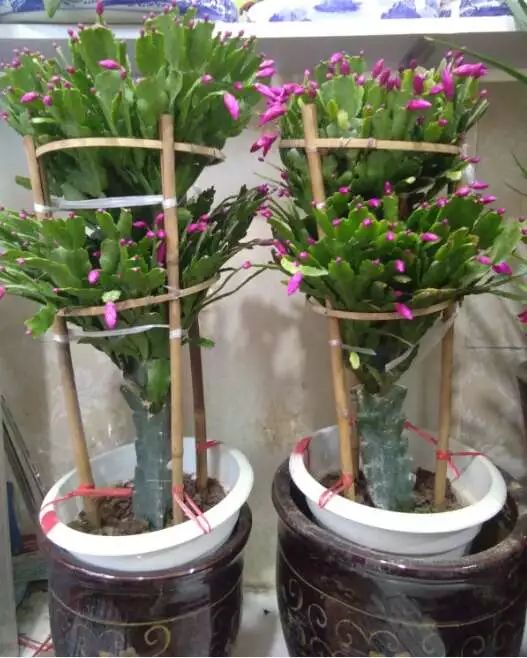 吉祥綠植添喜氣，如意花卉送實惠——綠蘿盆景與托盤組合大讓利
